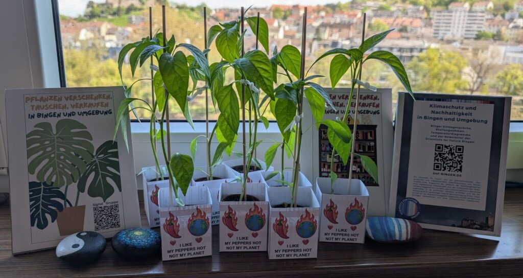 Junge Chilipflanzen auf einer Fensterbank, dahinter das sonnenbeleuchtete Bingen, die Pflanzen stehen in gebastelten Papierschachteln, daneben Aufstellschilder und bunt bemalte Steine.